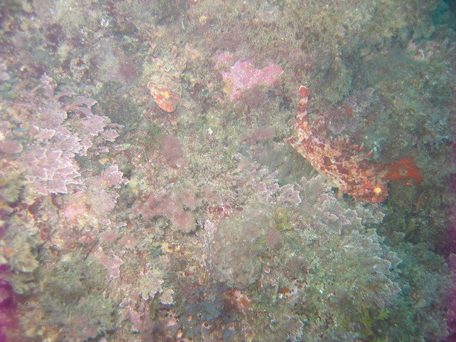 Triton-Diving - Dive Center in Spain