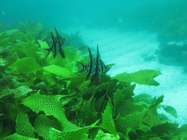 Lets Go Adventures - Dive Center in Australia