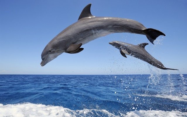 Diving in South Africa, Sodwana - By Tim Rossouw