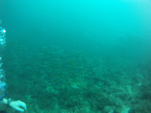 Diving Safaris Costa Rica - Dive Center in Costa Rica