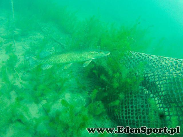 EdenSport - Dive Center in Poland