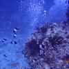 Picture taken during the dive
