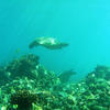 Picture taken during the dive