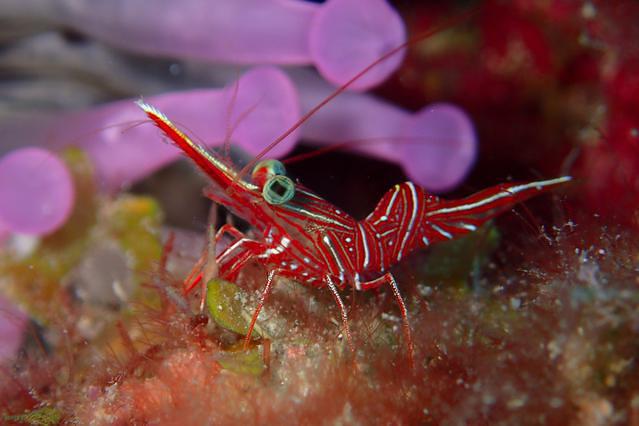 Diving in Australia, Cairns - By Ace Manev