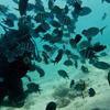 Picture taken during the dive