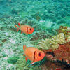 Picture taken during the dive
