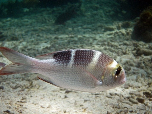 Peponi Divers Mombasa - Dive Center in Kenya