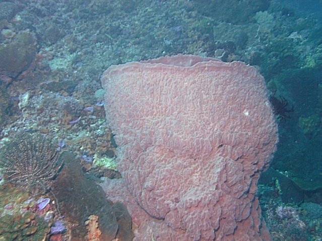 Diving Indo - Dive Center in Indonesia