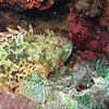 Picture taken during the dive