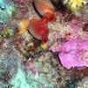 Picture taken during the dive