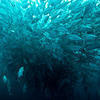 Picture taken during the dive