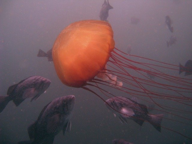 Diving in Seaside, United States - By Luis Felipe
