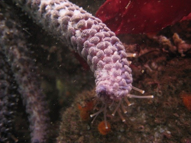 Diving in Seaside, United States - By Luis Felipe