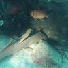 Picture taken during the dive
