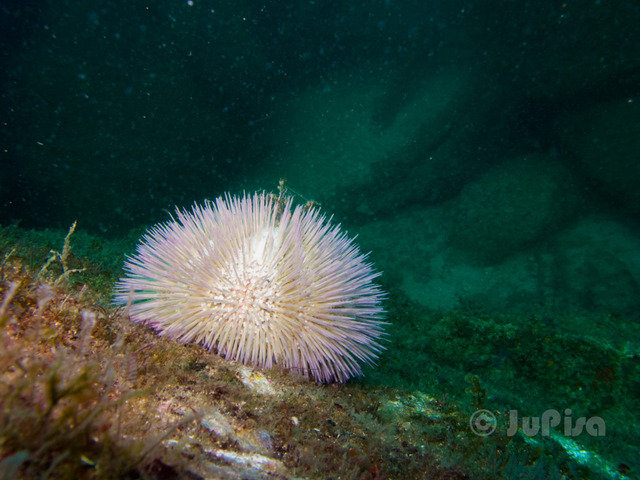 Omnimare - Dive Center in Brazil