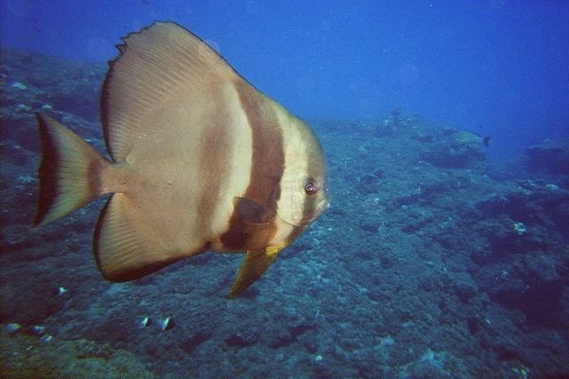 Diving in Reunion, Cap la Houssaye - By Thierry Bonneau