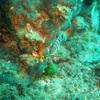 Picture taken during the dive