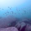 Picture taken during the dive