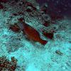 Picture taken during the dive