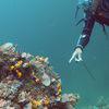 Picture taken during the dive