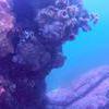Picture taken during the dive