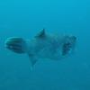 Picture taken during the dive