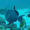 Picture taken during the dive