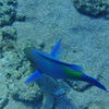 Picture taken during the dive