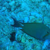 Picture taken during the dive