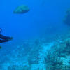Picture taken during the dive