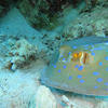 Picture taken during the dive