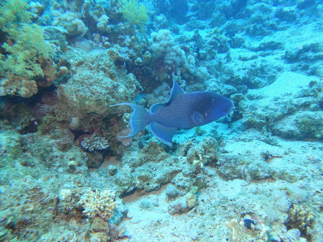 Marina Divers - Dive Center