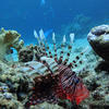 Picture taken during the dive
