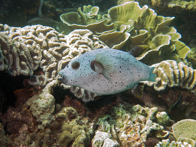 Blue Planet Divers - Dive Center in Thailand