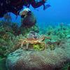 Picture taken during the dive