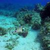 Picture taken during the dive