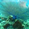 Picture taken during the dive