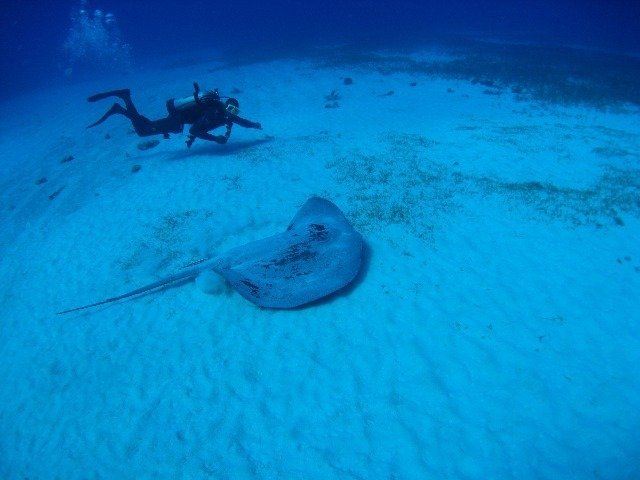 Diving in Ocho Rios, Jamaica - By Ken
