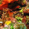 Picture taken during the dive
