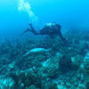 Picture taken during the dive