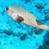 Picture taken during the dive