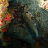 Picture taken during the dive