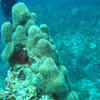 Picture taken during the dive
