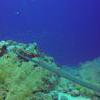 Picture taken during the dive
