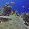 Picture taken during the dive
