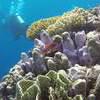 Picture taken during the dive
