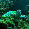 Picture taken during the dive