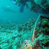 Picture taken during the dive