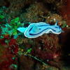 Picture taken during the dive