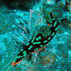 Picture taken during the dive
